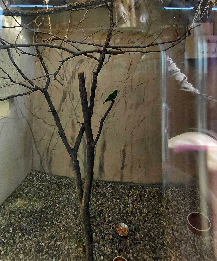 Mindanao lorikeet indoor exhibit