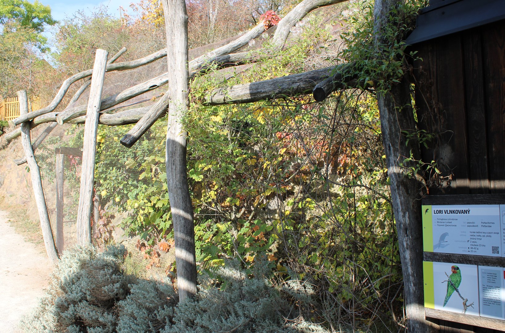 Mindanao lorikeet outdoor-aviary