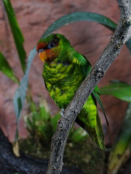Mindanao lorikeet (Saudareos johnstoniae)