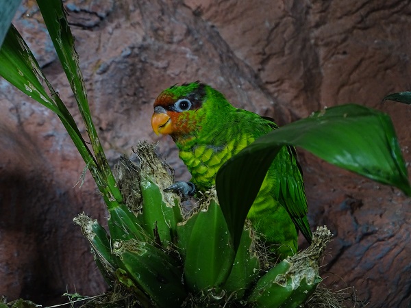 Mindanao lorikeet (Saudareos johnstoniae)