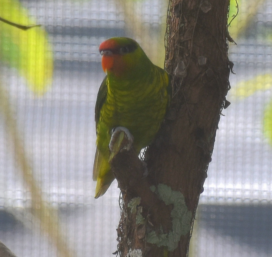 Mindanao Lorikeet (Saudareos johnstoniae)