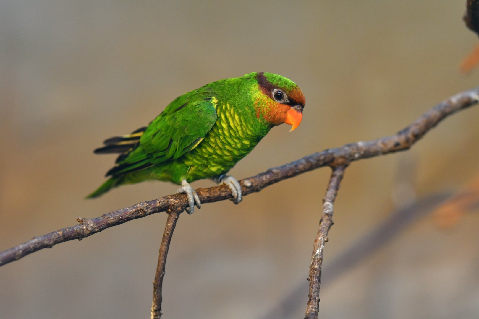 Mindanao lorikeet Saudareos johnstoniae