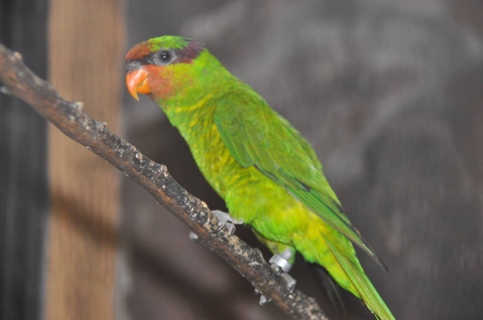 Mindanao lorikeet/ Trichoglossus johnstoniae johnstoniae