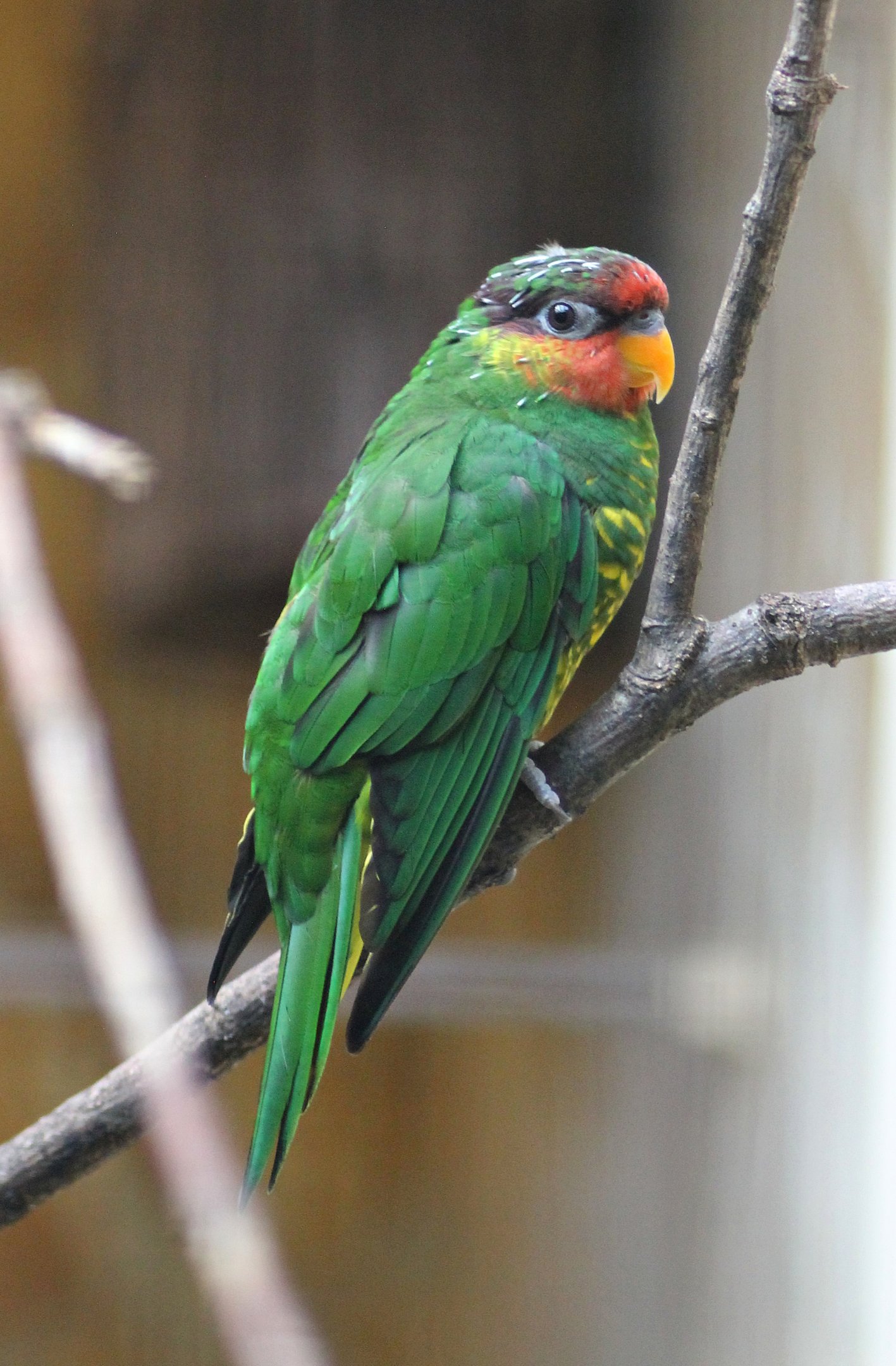 Mindanao lorikeet (Trichoglossus johnstoniae)