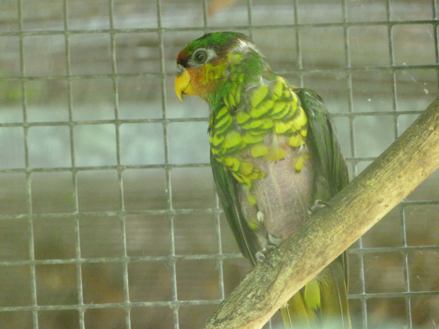 Mindanao lorikeet -Zoo d'Asson (2025)