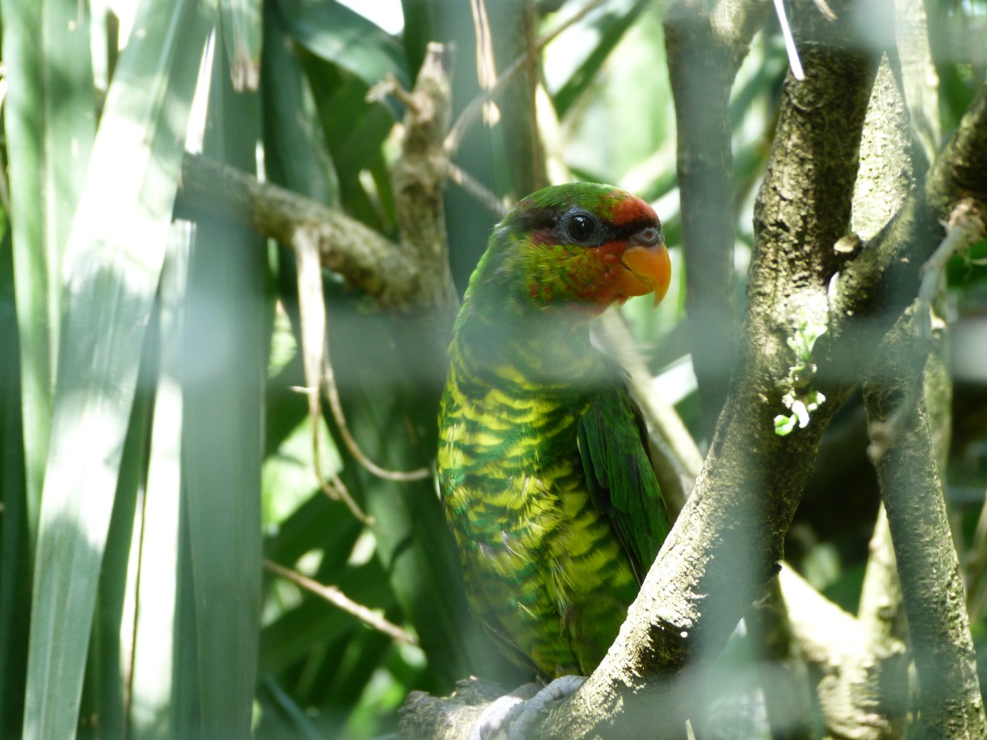 Mindanao lorikeet -Zoo d'Asson (2025)