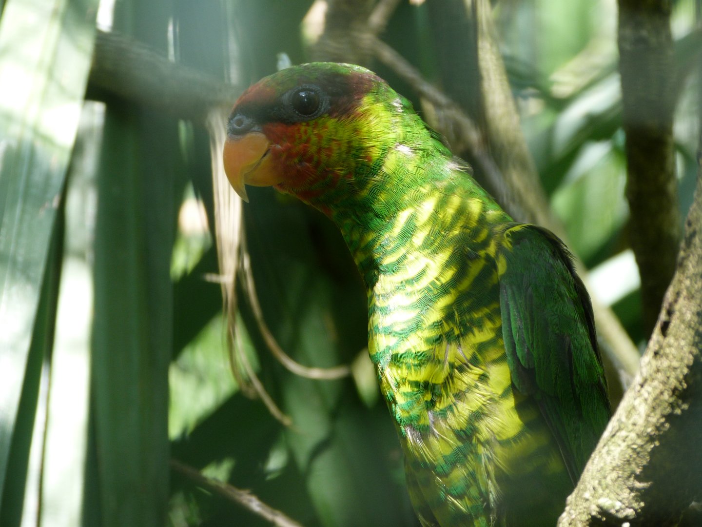 Mindanao lorikeet -Zoo d'Asson (2025)