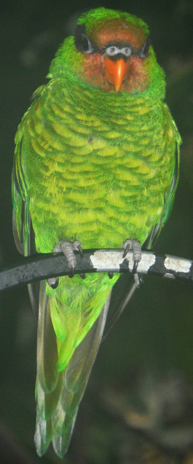 Mindanao lorikeet
