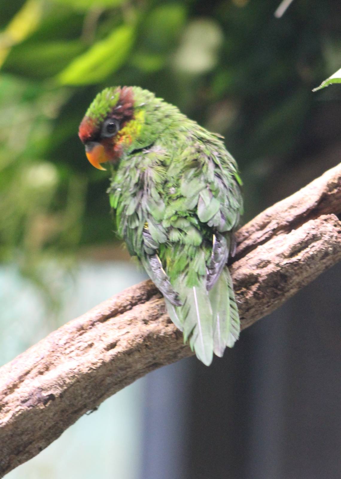 Mindanao lorikeet