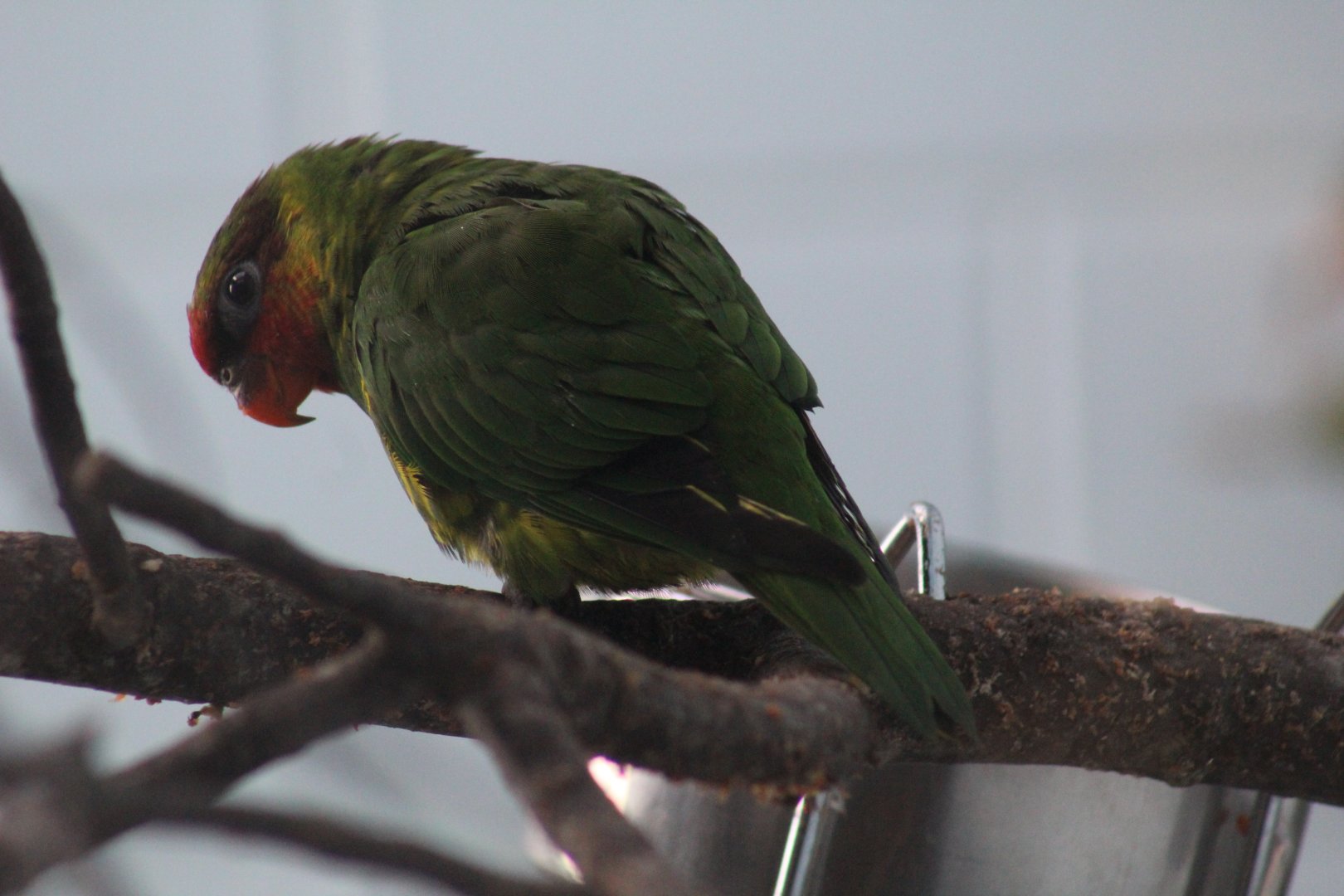 Mindanao Lorikeet