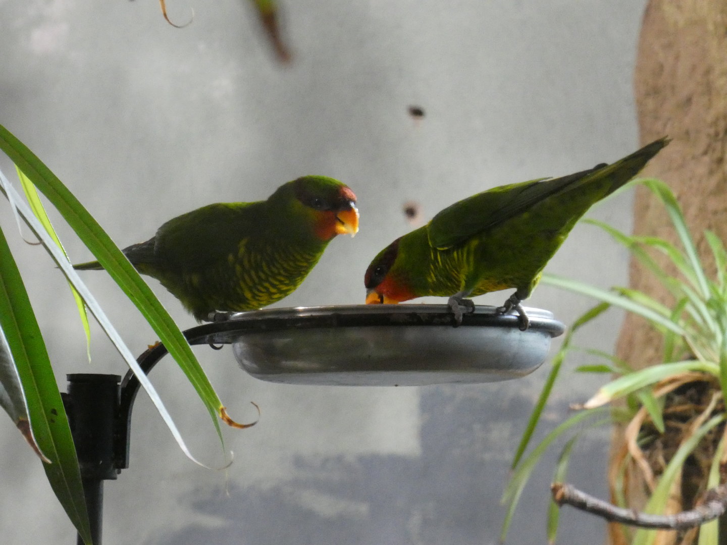Mindanao lorikeet