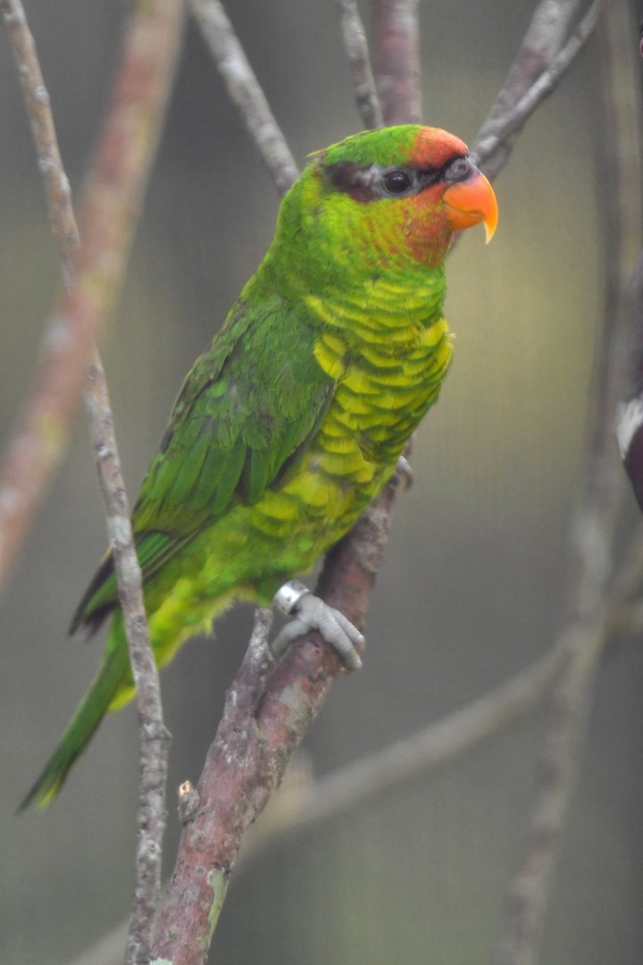Mindanao Lorikeet