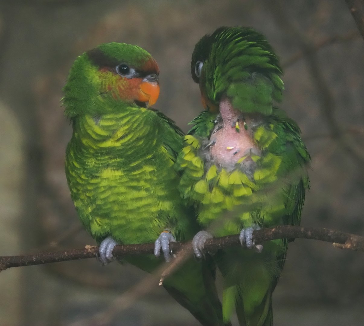 Mindanao lorikeets (Saudareos johnstoniae), 2024-05-22