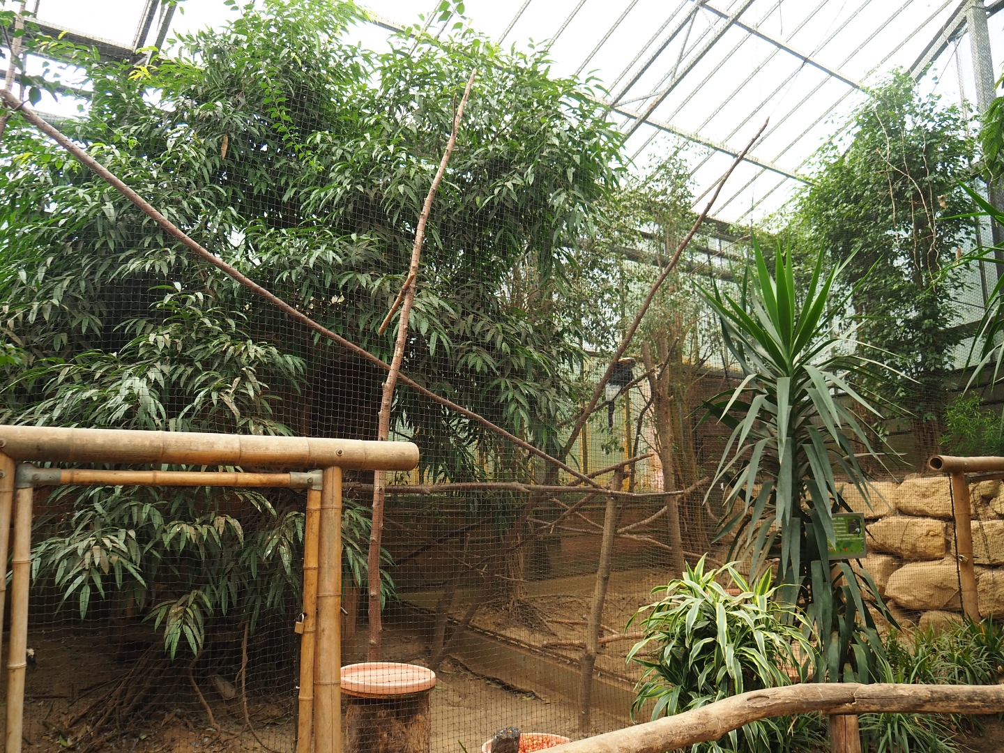 Mindanao rufous hornbill and Black-and-white casqued hornbill aviaries (Aug 28th, 2018)