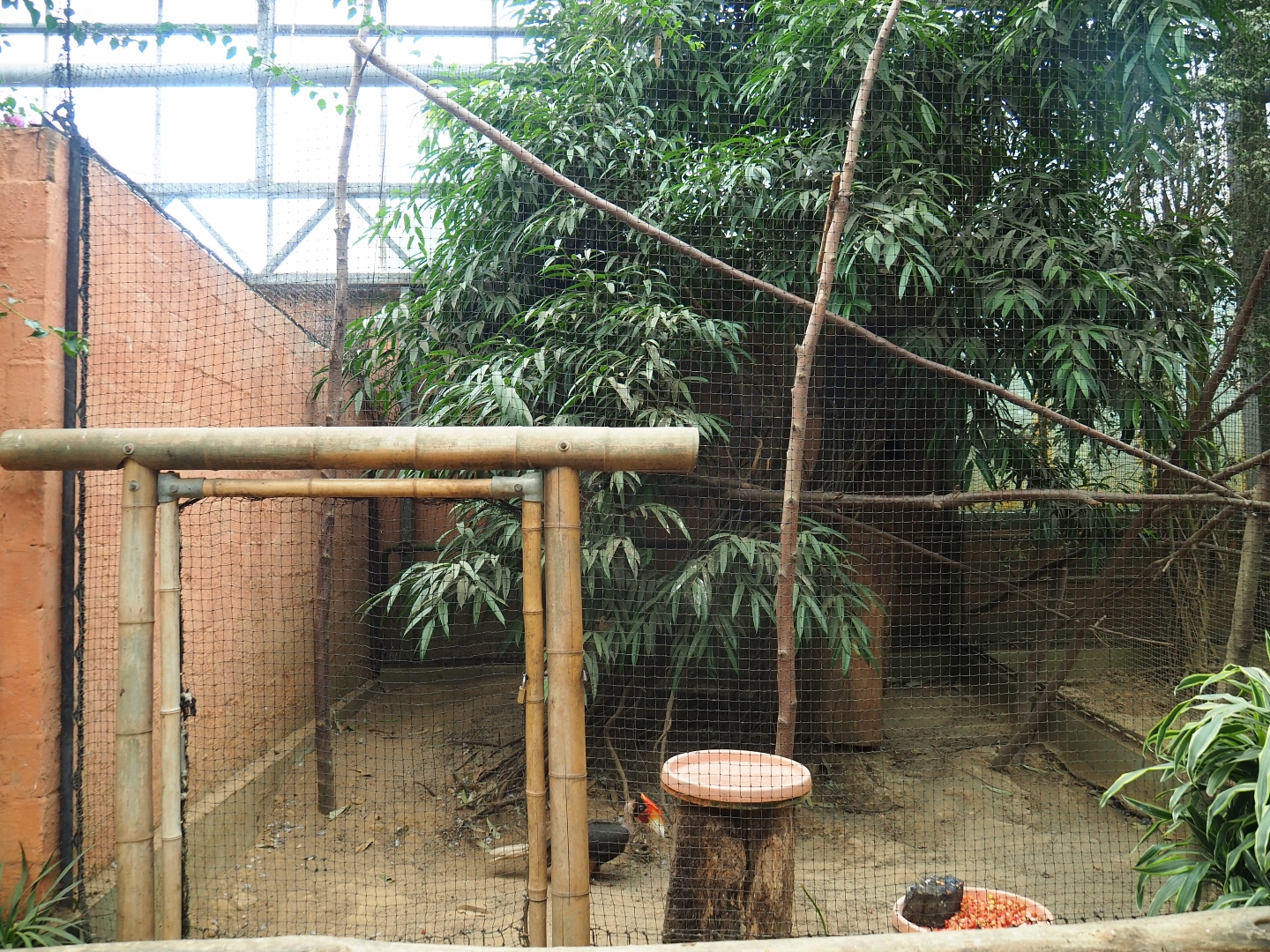 Mindanao rufous hornbill aviary (Aug 28th, 2018)