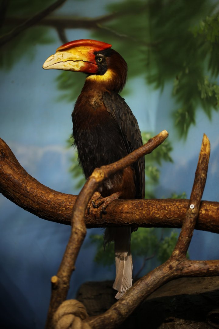 Mindanao rufous hornbill (Buceros mindanensis mindanensis)