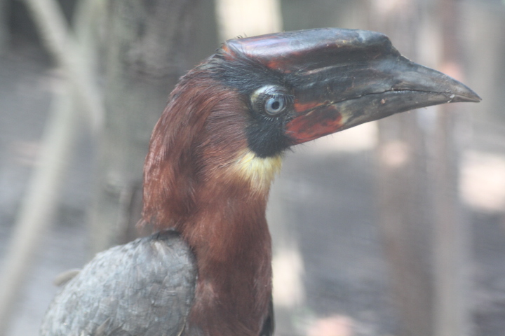 Mindanao rufous hornbill (Buceros mindanensis mindanensis)