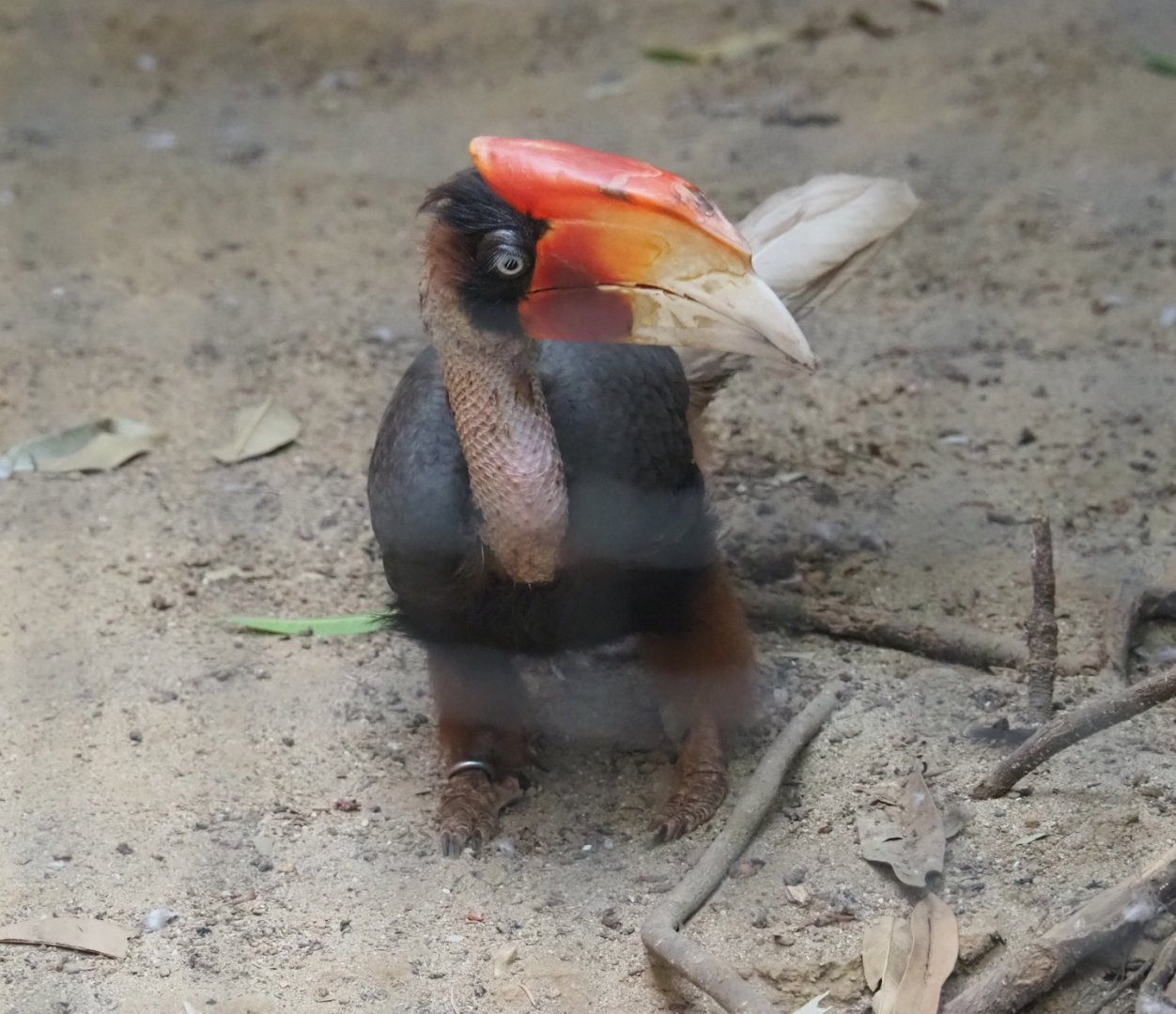 Mindanao rufous hornbill Bucorvus hydrocorax mindanensis (Aug 28th, 2018)