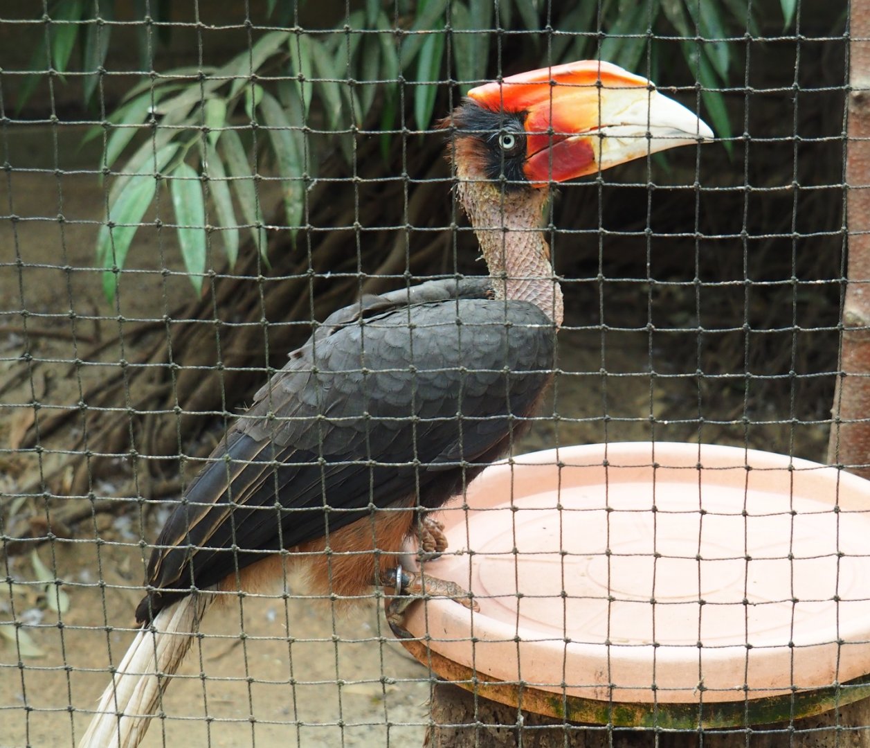 Mindanao rufous hornbill (Bucorvus hydrocorax mindanensis), Aug 28th, 2018