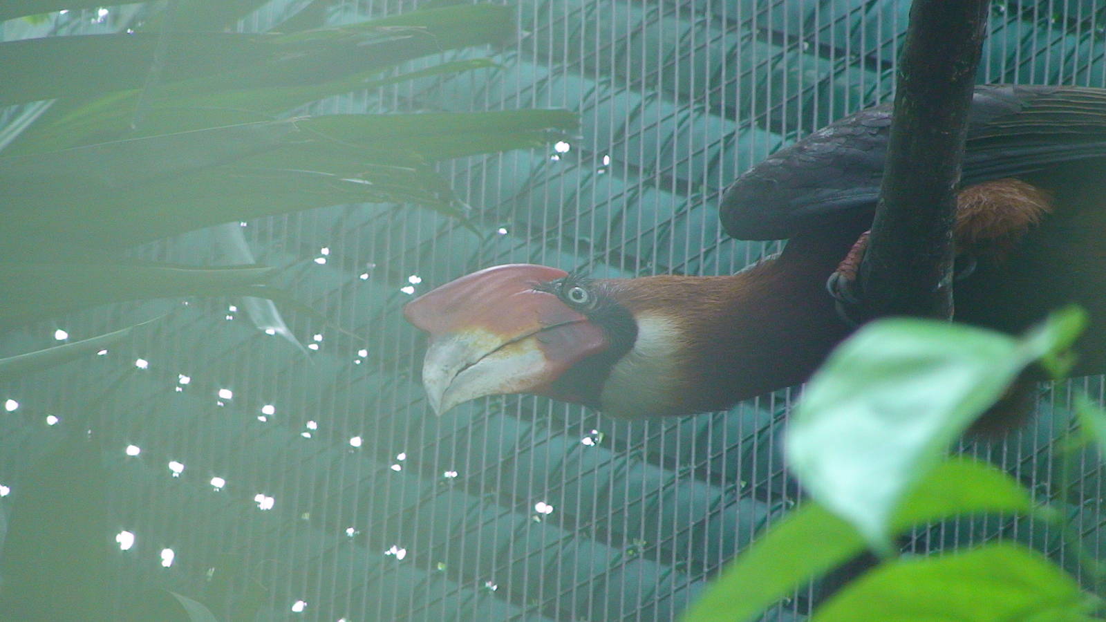 Mindanao rufous Hornbill