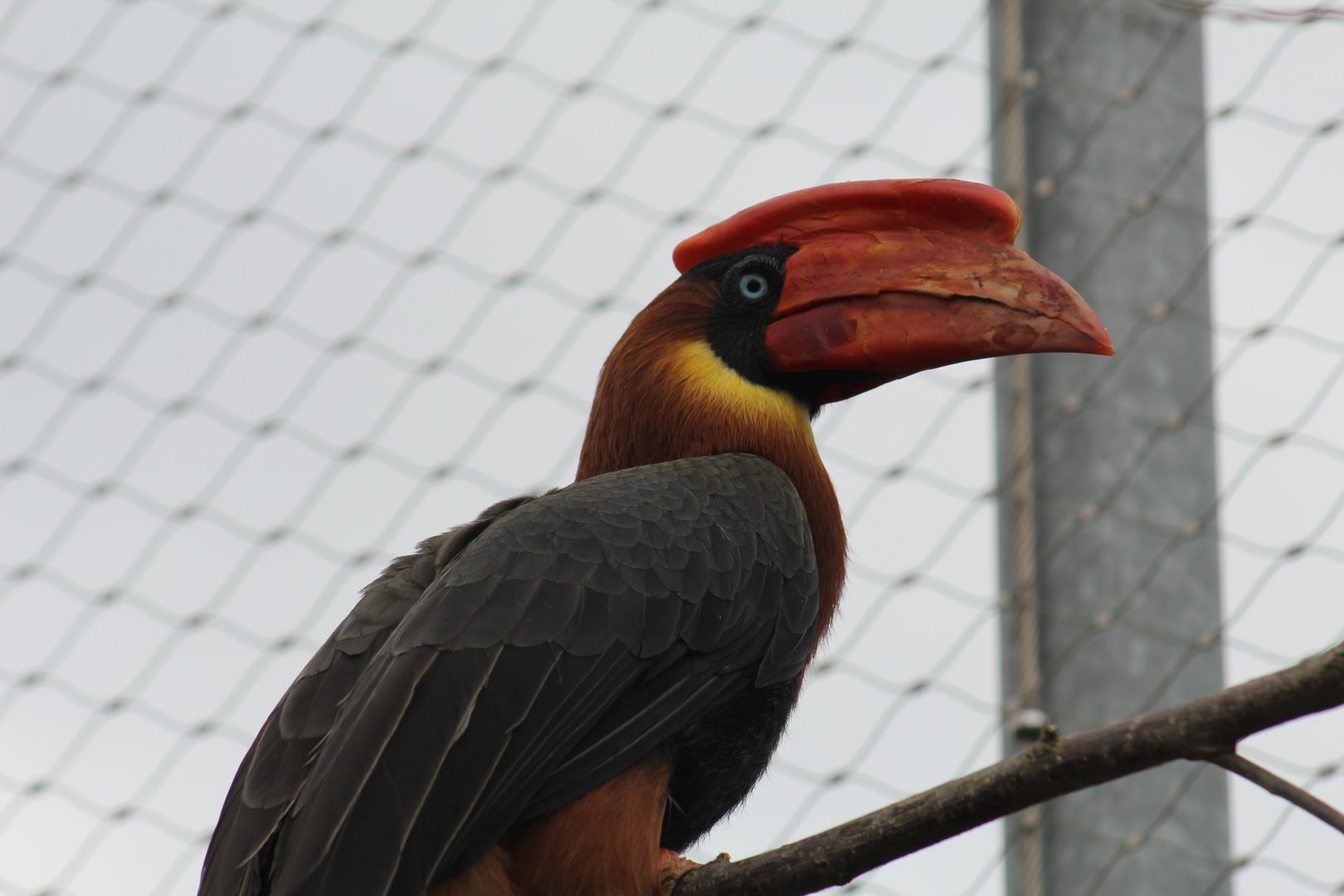 Mindanao Rufous Hornbill
