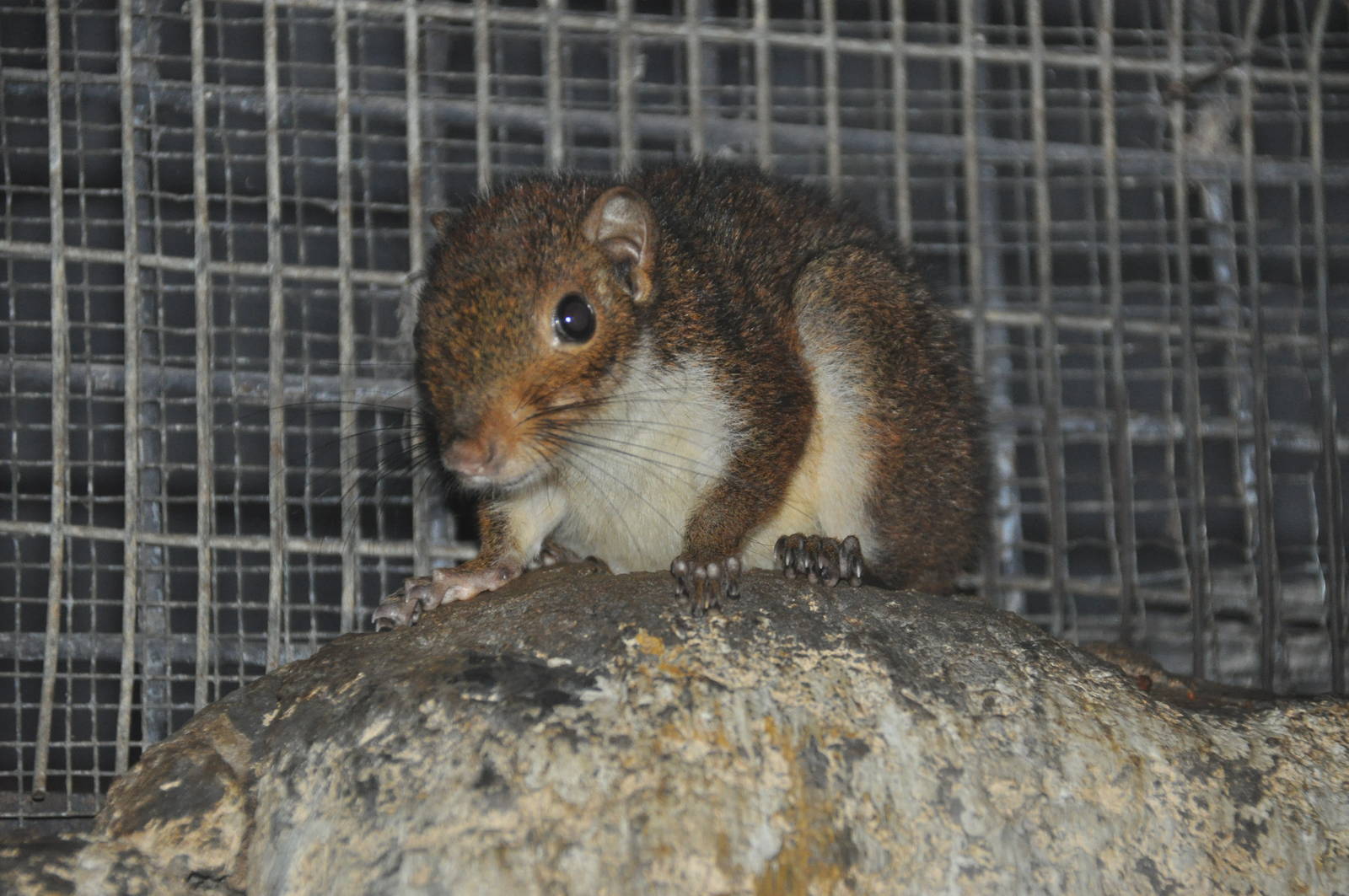 Mindanao squirrel/ Sundasciurus mindanensis