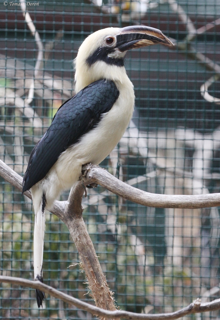 Mindanao Tarictic Hornbill (Penelopides affinis samarensis) male