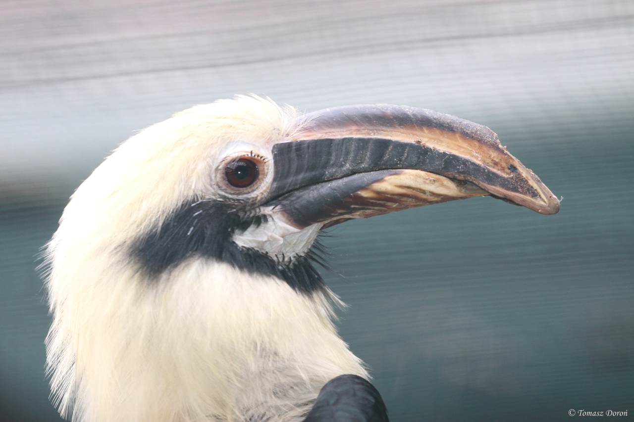 Mindanao Tarictic Hornbill (Penelopides affinis samarensis) portrait of a m