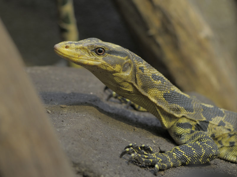 Mindanao water monitor (1)