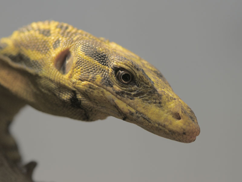 Mindanao water monitor (2)