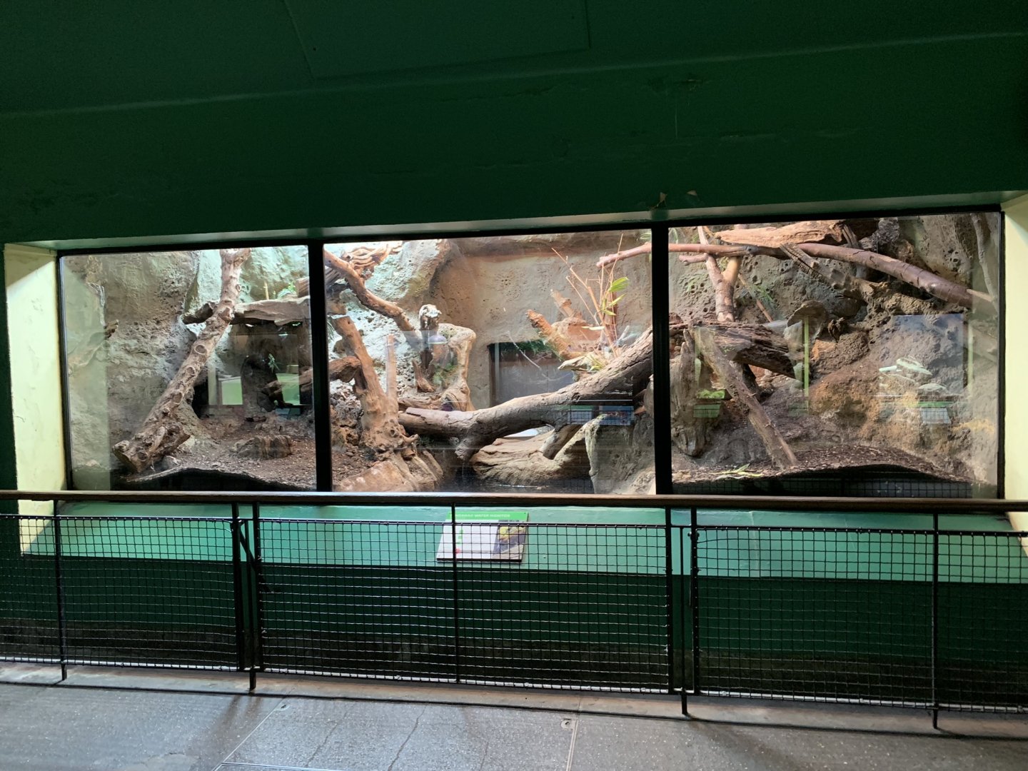 Mindanao Water Monitor Enclosure at London Zoo (2019)