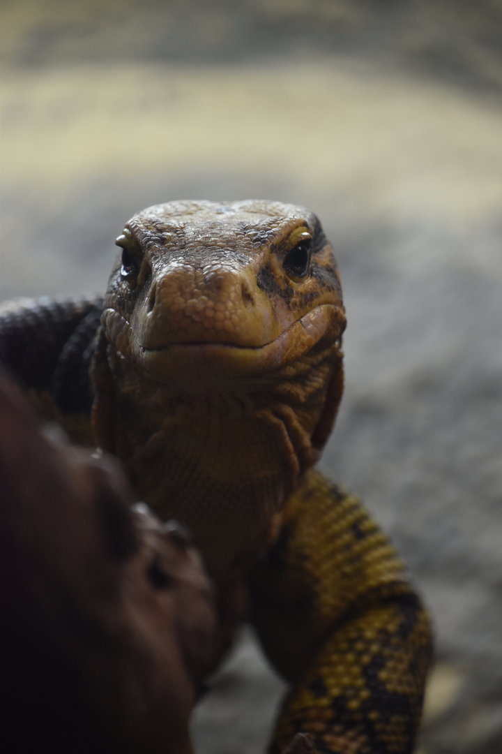 Mindanao water monitor portrait