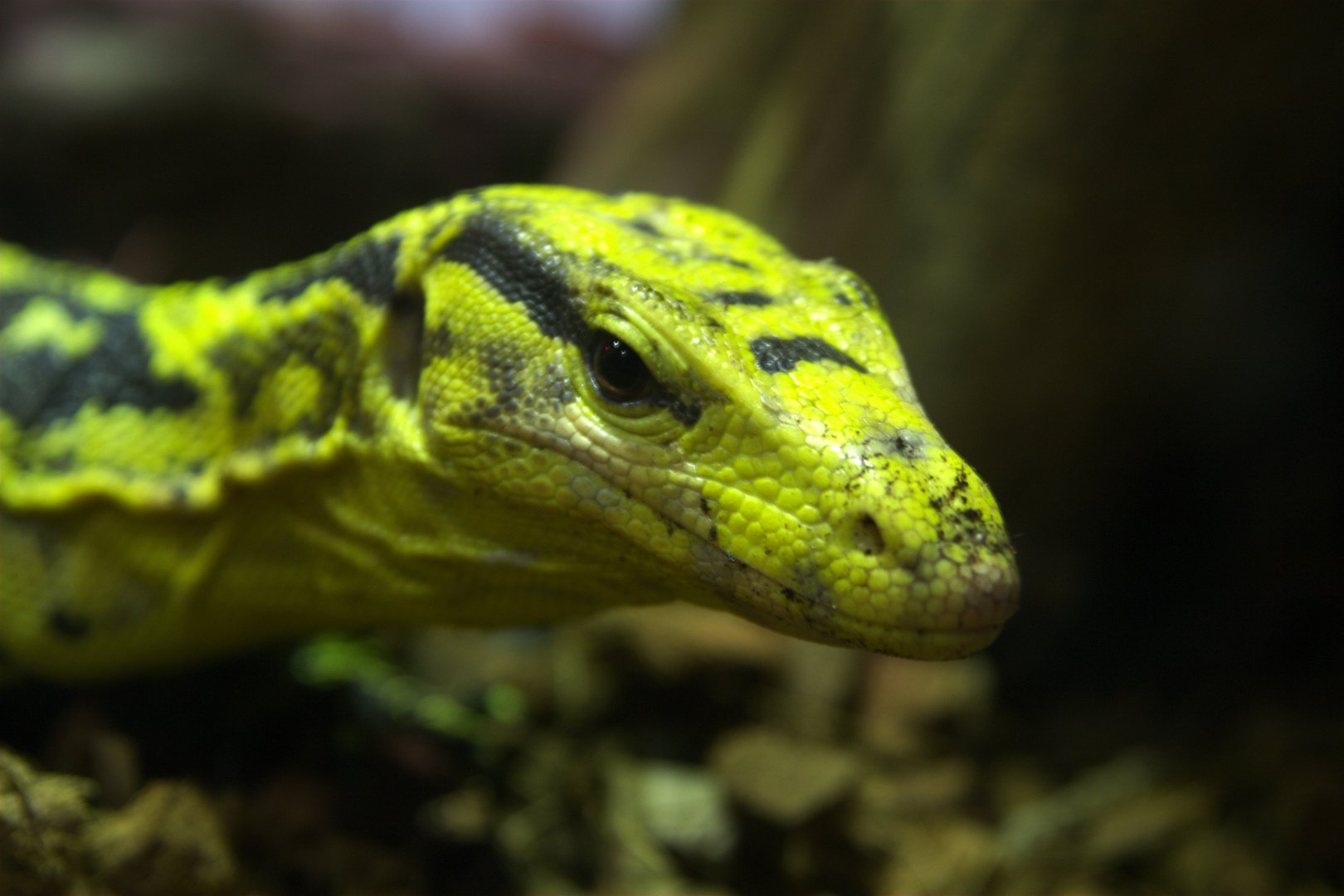 Mindanao Water Monitor (Varanus cumingi), 24-04-25
