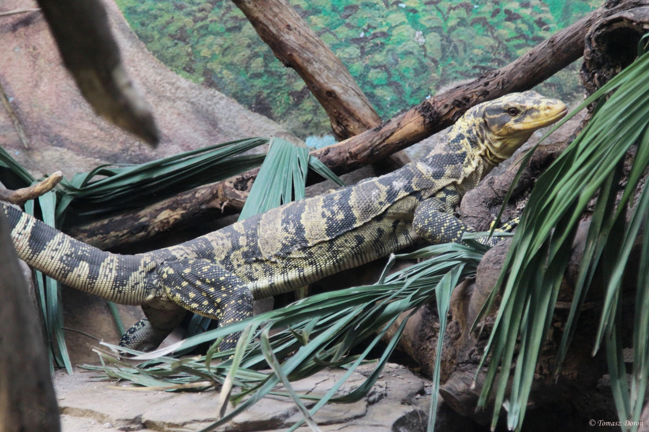 Mindanao Water Monitor (Varanus cumingi)