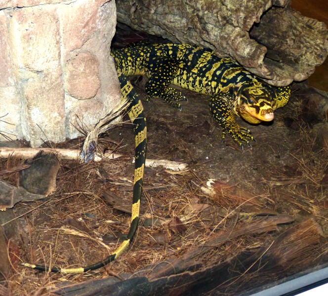 Mindanao water monitor (Varanus cumingi)