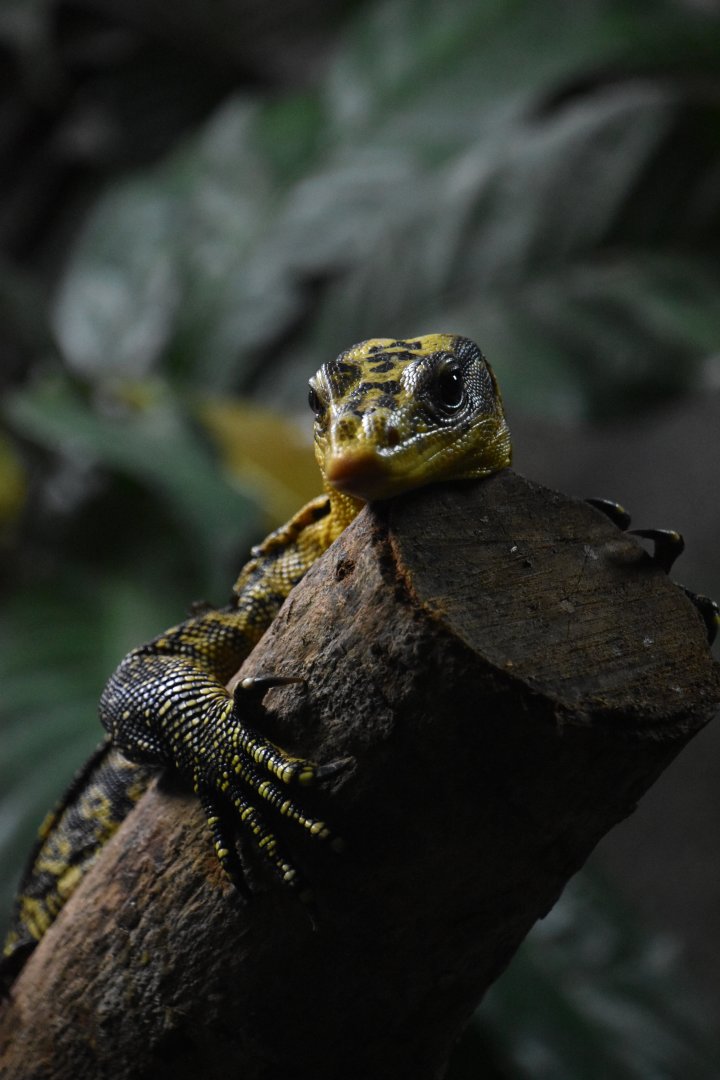 Mindanao water monitor, Varanus cumingi