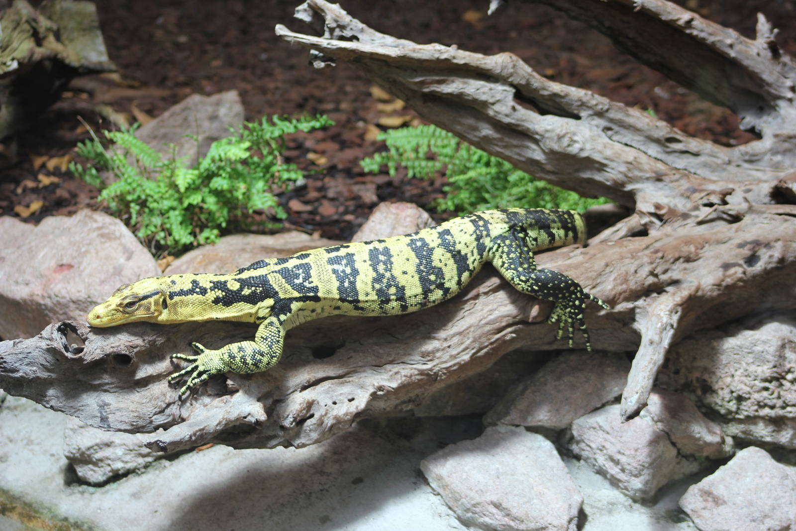 Mindanao water monitor
