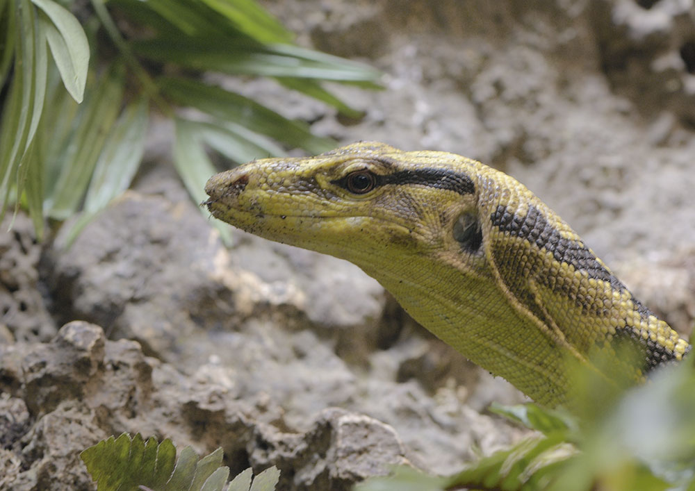 Mindanao water monitor