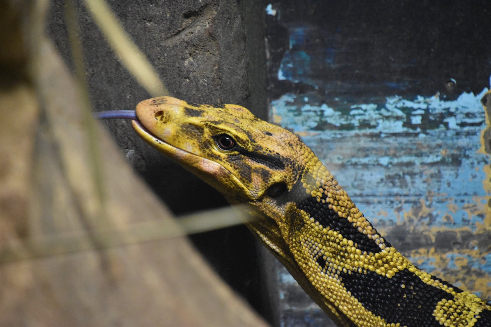 Mindanao water monitor
