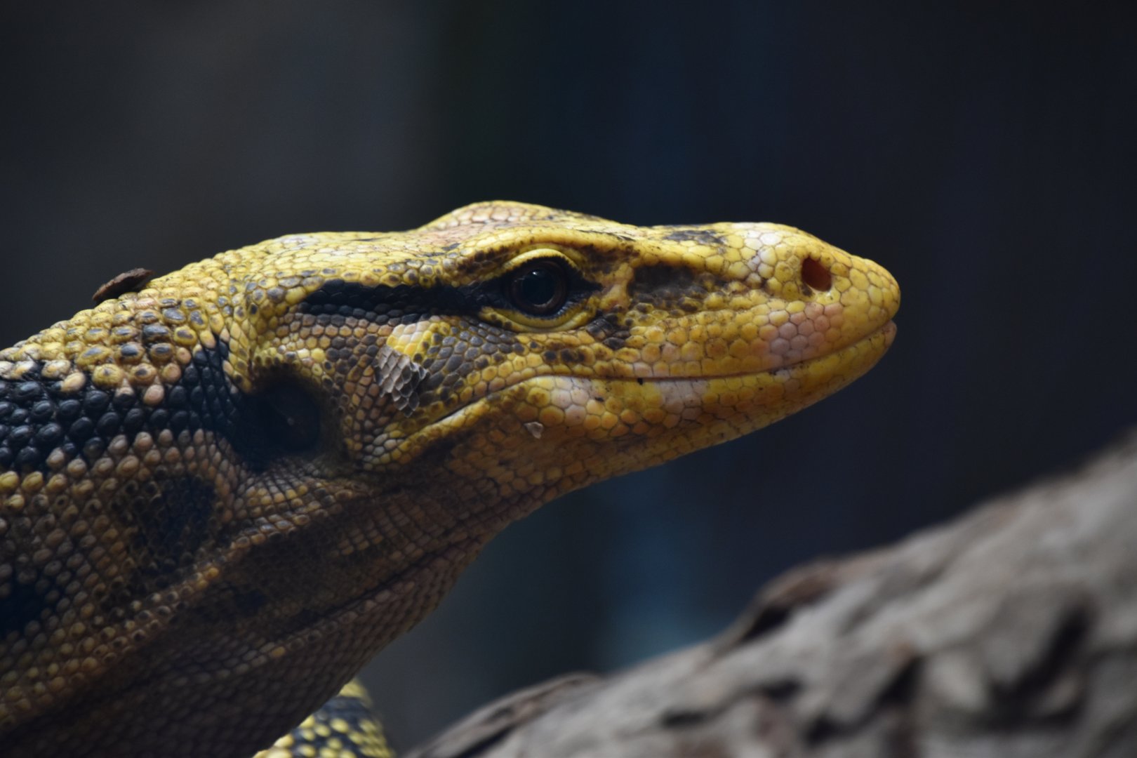 Mindanao water monitor