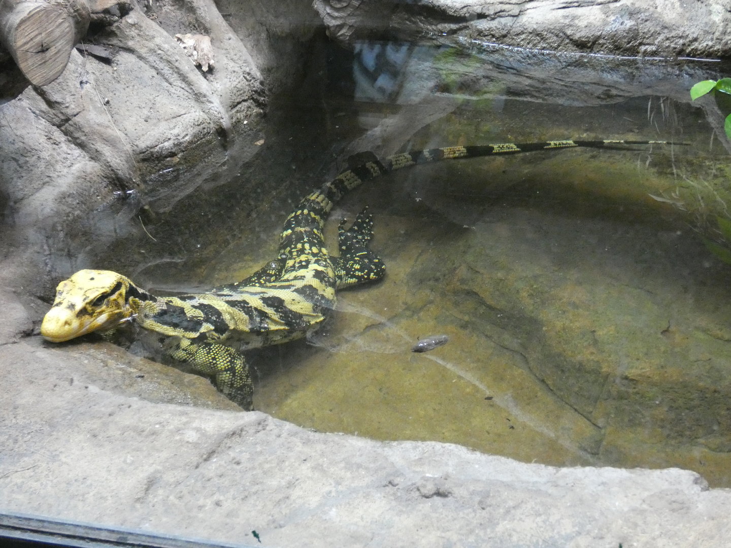 Mindanao water monitor