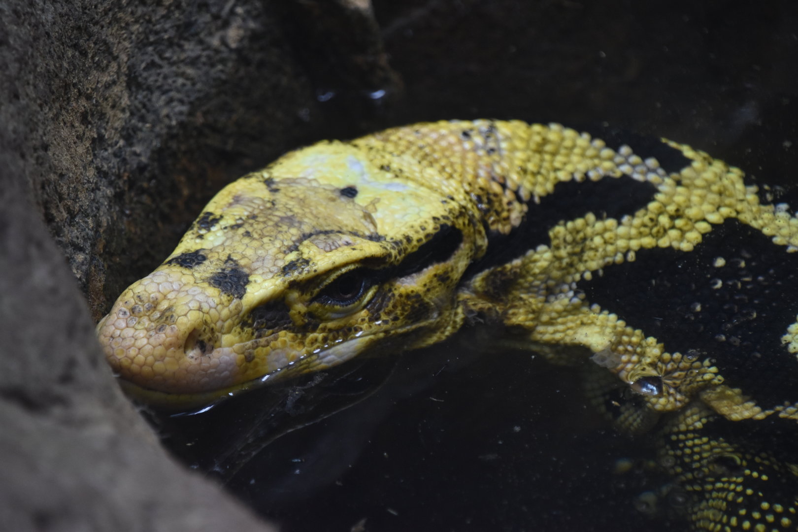 Mindanao water monitor