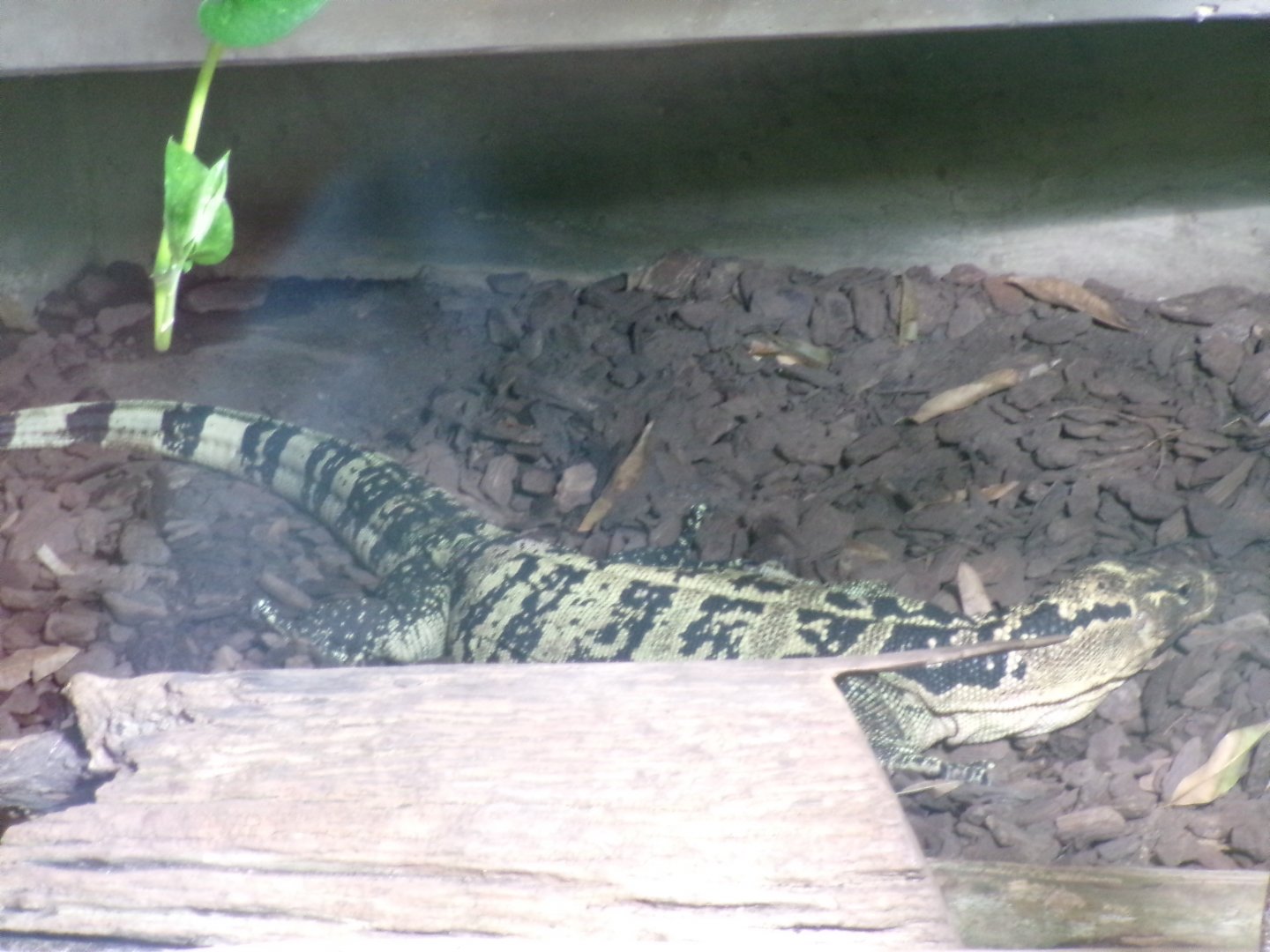 Mindanao water monitor