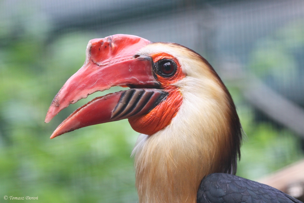 Mindanao Wrinkled Hornbill (Aceros leucocephalus) male