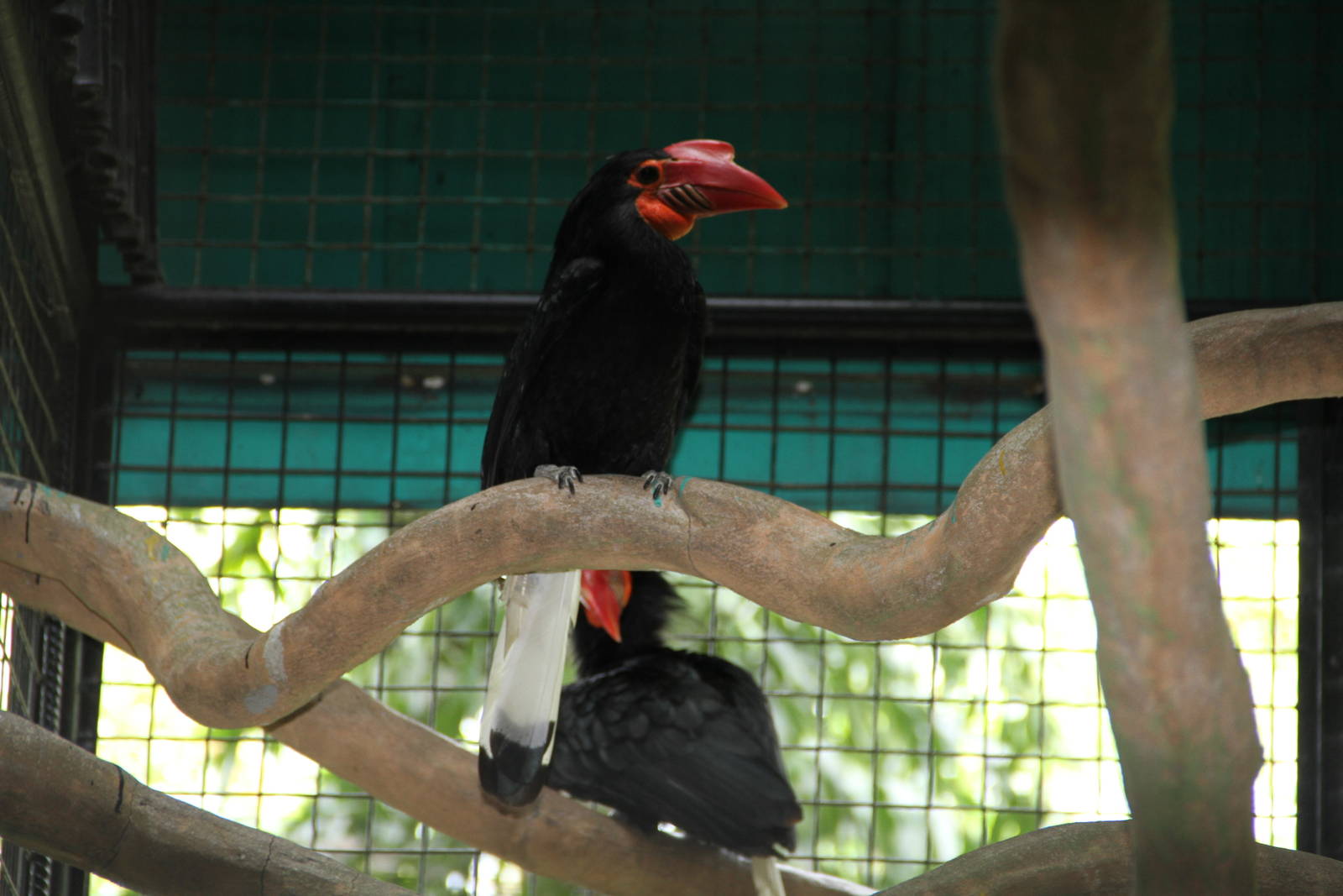 Mindanao Wrinkled Hornbill (Aceros leucocephalus)