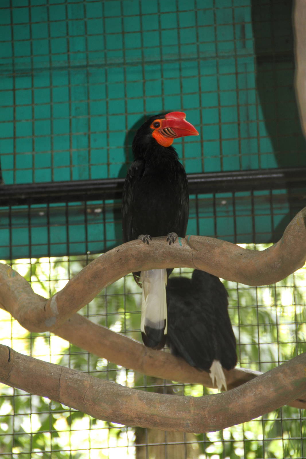 Mindanao Wrinkled Hornbill (Aceros leucocephalus)