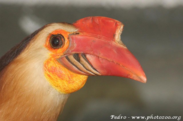 Mindanao wrinkled hornbill (Aceros leucocephalus)