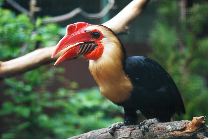 Mindanao Wrinkled Hornbill