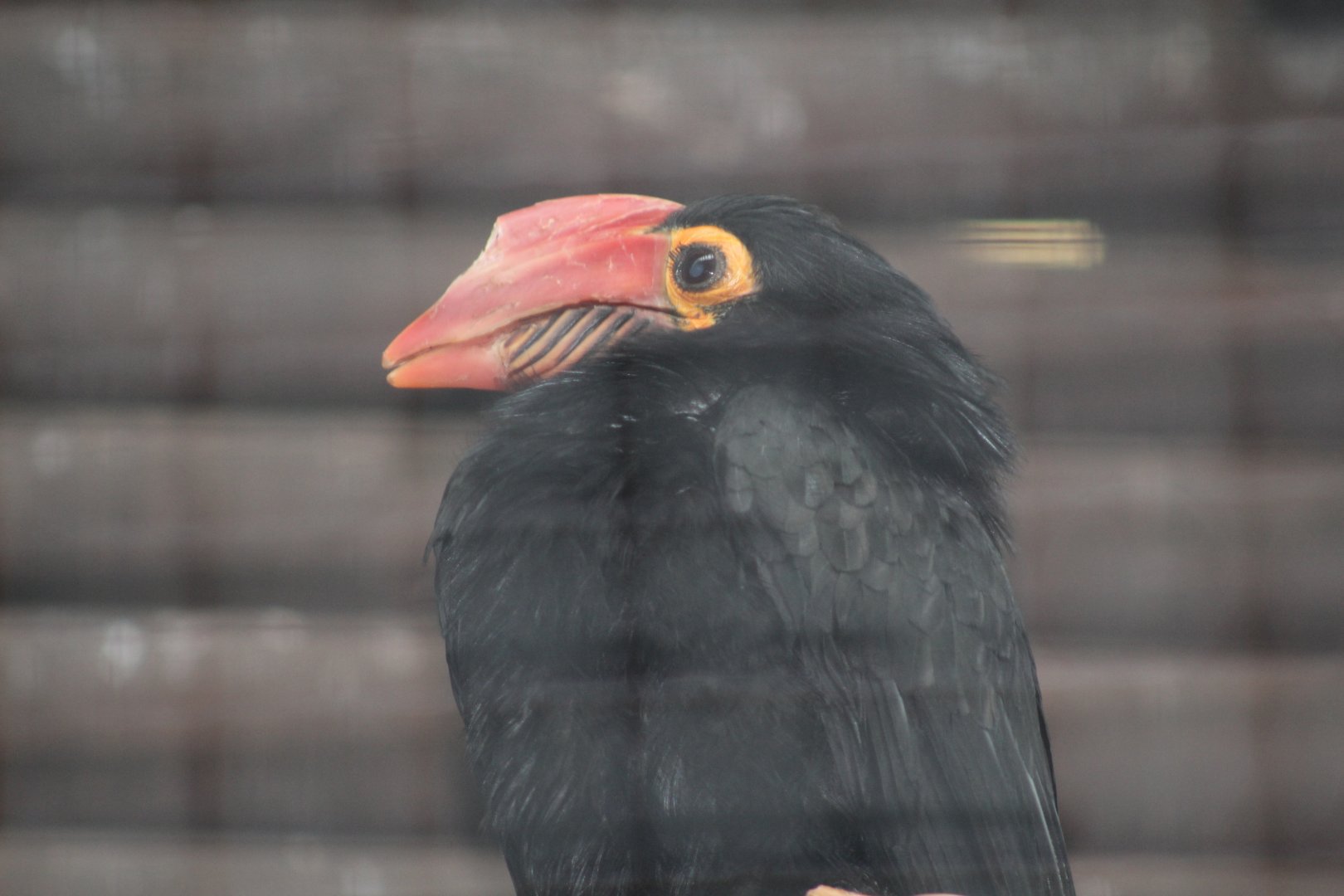 Mindanao Wrinkled Hornbill