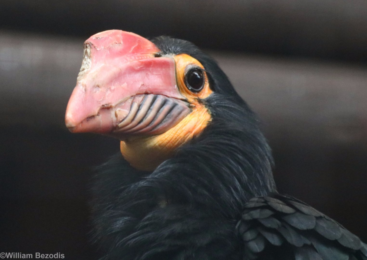 Mindanao Wrinkled Hornbill